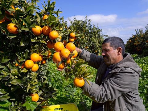Cueillette des oranges dans les orangeraies du Cap Bon près de Turki