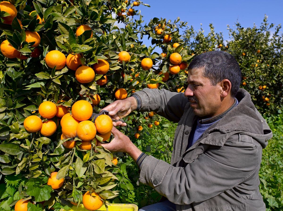 Oranges et agrumes