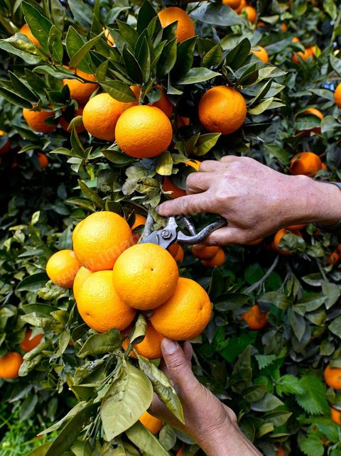 Cueillette des oranges dans les orangeraies du Cap Bon près de Turki