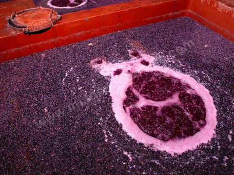 la Cave de Grombalia au Cap Bon n’a cessé d’investir pour devenir un des fleurons des Vignerons de Carthage ( UCCV ), digne des unités de vinifications les plus performantes que l’on peut voir en Europe.