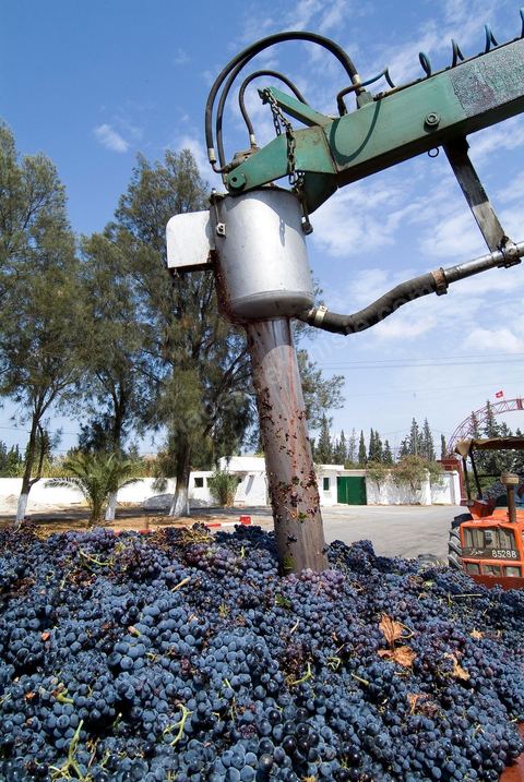 la Cave de Grombalia au Cap Bon n’a cessé d’investir pour devenir un des fleurons des Vignerons de Carthage ( UCCV ), digne des unités de vinifications les plus performantes que l’on peut voir en Europe.