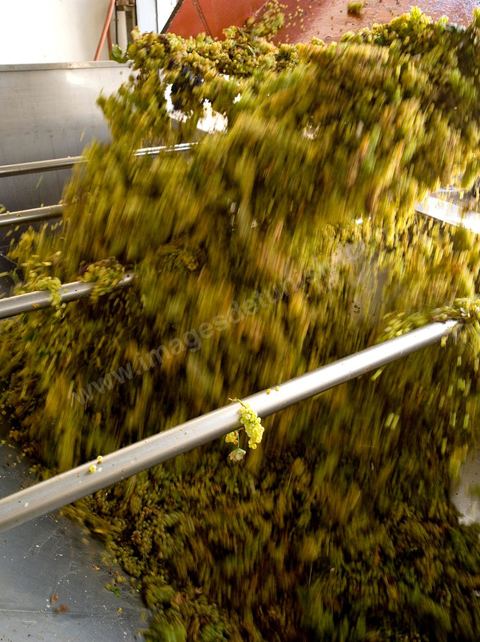 Créée en 1948, la Cave de Kélibia compte aujourd’hui 160 adhérents pour une production moyenne de 11000 hl pour 640 ha de cépage Muscat d’Alexandrie produisant la fameuse AOC Premier Cru Muscat sec de Kélibia, et environ 120 ha de Chardonnay- Grenache blanc - Ugni Blanc - Vermentino- Syrah - Grenache noir. Vignerons de Carthage UCCV