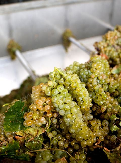 Créée en 1948, la Cave de Kélibia compte aujourd’hui 160 adhérents pour une production moyenne de 11000 hl pour 640 ha de cépage Muscat d’Alexandrie produisant la fameuse AOC Premier Cru Muscat sec de Kélibia, et environ 120 ha de Chardonnay- Grenache blanc - Ugni Blanc - Vermentino- Syrah - Grenache noir. Vignerons de Carthage UCCV