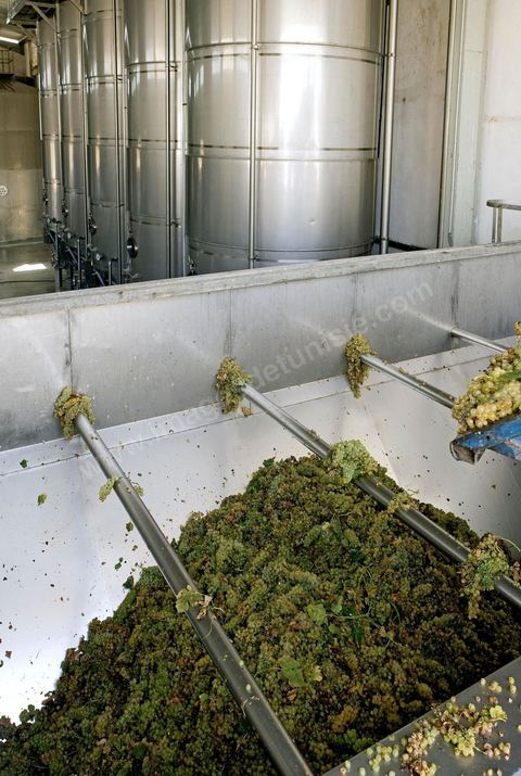 Créée en 1948, la Cave de Kélibia compte aujourd’hui 160 adhérents pour une production moyenne de 11000 hl pour 640 ha de cépage Muscat d’Alexandrie produisant la fameuse AOC Premier Cru Muscat sec de Kélibia, et environ 120 ha de Chardonnay- Grenache blanc - Ugni Blanc - Vermentino- Syrah - Grenache noir. Vignerons de Carthage UCCV