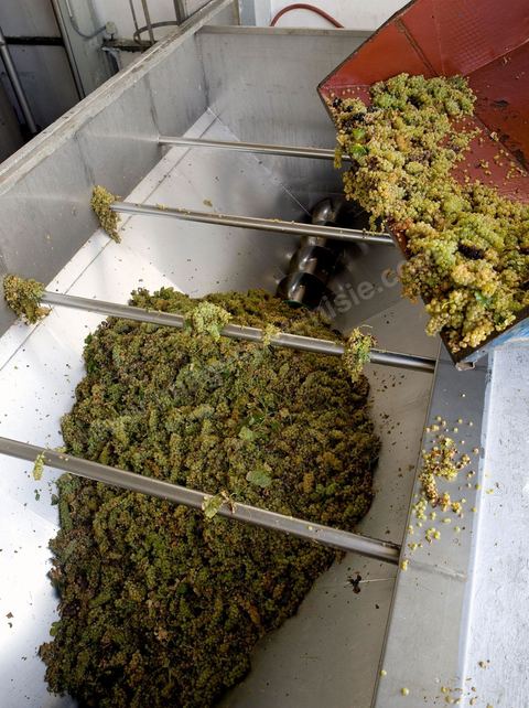 Créée en 1948, la Cave de Kélibia compte aujourd’hui 160 adhérents pour une production moyenne de 11000 hl pour 640 ha de cépage Muscat d’Alexandrie produisant la fameuse AOC Premier Cru Muscat sec de Kélibia, et environ 120 ha de Chardonnay- Grenache blanc - Ugni Blanc - Vermentino- Syrah - Grenache noir. Vignerons de Carthage UCCV