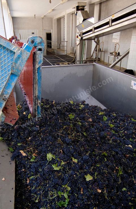 la Cave de Grombalia au Cap Bon n’a cessé d’investir pour devenir un des fleurons des Vignerons de Carthage ( UCCV ), digne des unités de vinifications les plus performantes que l’on peut voir en Europe.
