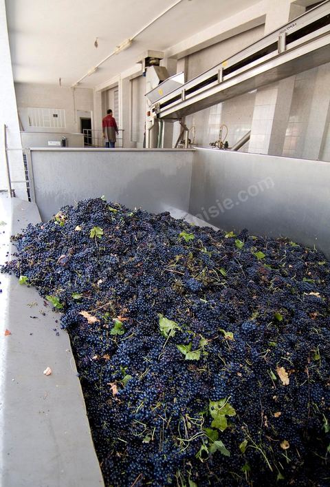 la Cave de Grombalia au Cap Bon n’a cessé d’investir pour devenir un des fleurons des Vignerons de Carthage ( UCCV ), digne des unités de vinifications les plus performantes que l’on peut voir en Europe.
