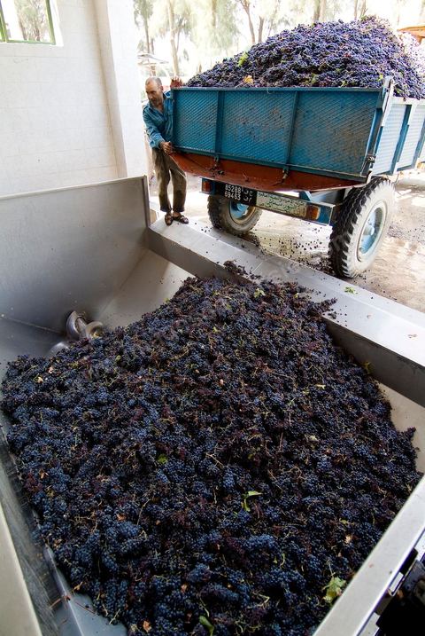 la Cave de Grombalia au Cap Bon n’a cessé d’investir pour devenir un des fleurons des Vignerons de Carthage ( UCCV ), digne des unités de vinifications les plus performantes que l’on peut voir en Europe.