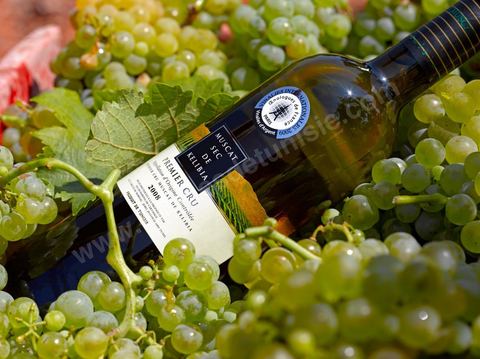 A bottle of dry Muscat white wine from Kelibia sat among clusters of white grapes in the heart of the Kelibia vineyard