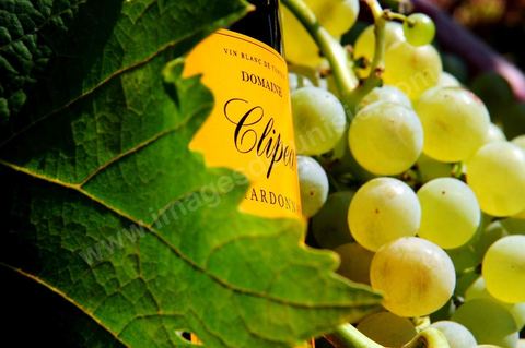 Bouteille de vin blanc Clipea Chardonnay posait dans grappes de raisins blanc au coeur du domaine viticole de Kelibia