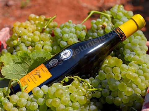 Bouteille de vin blanc Clipea Chardonnay posait dans grappes de raisins blanc au coeur du domaine viticole de Kelibia