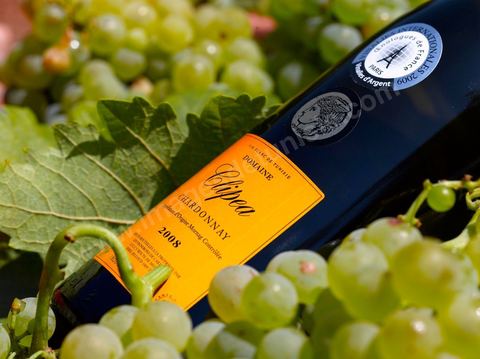 Bouteille de vin blanc Clipea Chardonnay posait dans grappes de raisins blanc au coeur du domaine viticole de Kelibia
