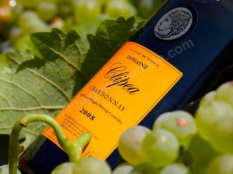 Bouteille de vin blanc Clipea Chardonnay posait dans grappes de raisins blanc au coeur du domaine viticole de Kelibia