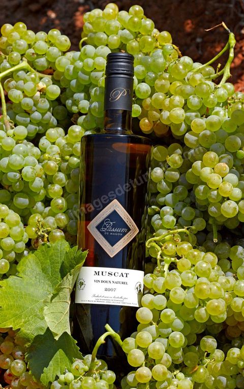 A bottle of Passum sweet Muscat sat among clusters of white grapes in the heart of the Kelibia vineyard