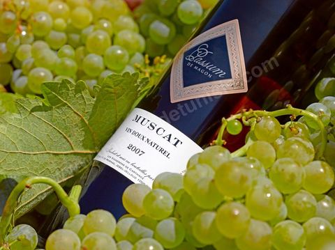 A bottle of Passum sweet Muscat sat among clusters of white grapes in the heart of the Kelibia vineyard