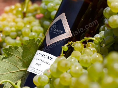 A bottle of Passum sweet Muscat sat among clusters of white grapes in the heart of the Kelibia vineyard