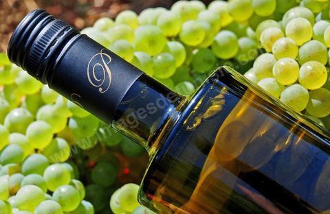 A bottle of Passum sweet Muscat sat among clusters of white grapes in the heart of the Kelibia vineyard
