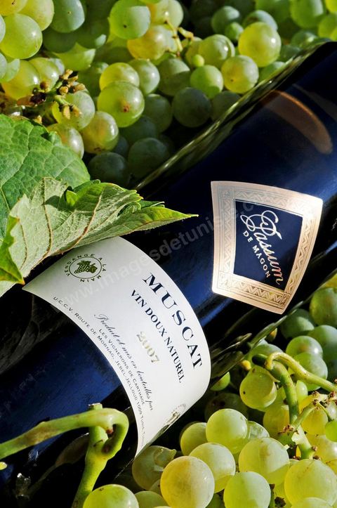 A bottle of Passum sweet Muscat sat among clusters of white grapes in the heart of the Kelibia vineyard