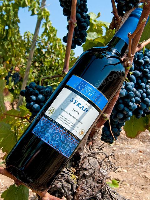 Bouteille de vin rouge Syrah posait sur des pieds de vignes au coeur du domaine viticole de Magon
