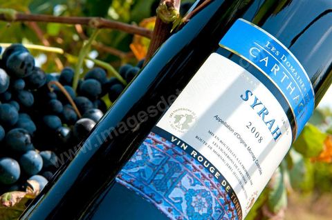 Bouteille de vin rouge Syrah posait sur des pieds de vignes au coeur du domaine viticole de Magon