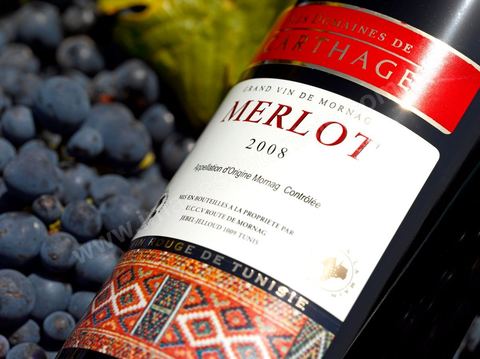 Bouteille de vin rouge Merlot posait sur des pieds de vignes au coeur du domaine viticole de Magon