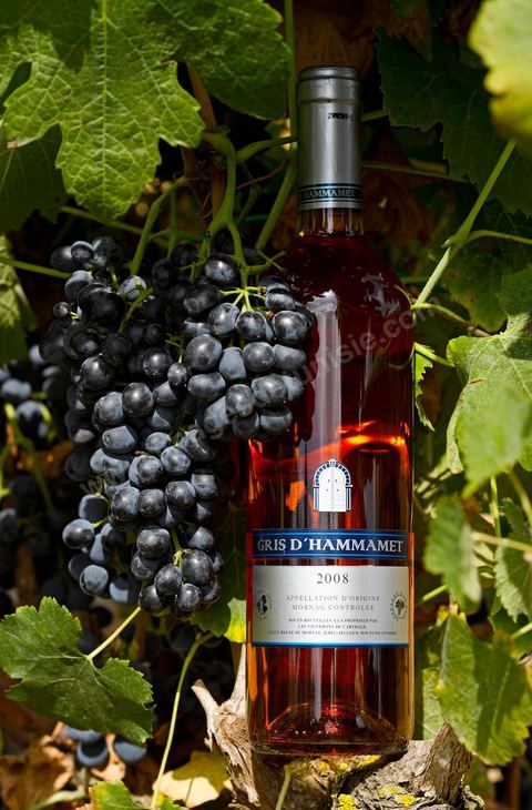 Bouteille de vin rosé Gris d'Hammamet posait sur des pieds de vignes au coeur du domaine viticole de Magon