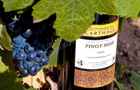 Bouteille de vin rouge Pinot Noir posait sur des pieds de vignes au coeur du domaine viticole de Magon