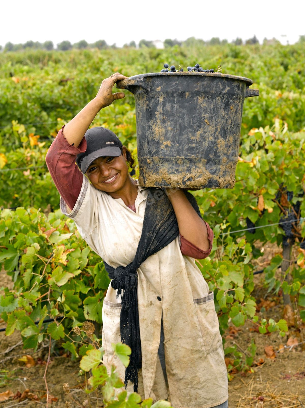 vendanges