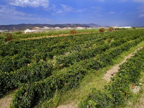 Vignoble durant les Vendanges dans la région de Grombalia