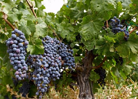 Grappe de raisins durant les Vendanges dans la région de Grombalia