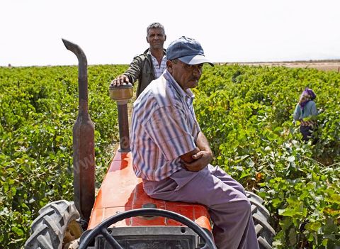 Hommes sur tracteur pendant les Vendanges dans la région de Grombalia