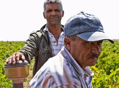 Hommes sur tracteur pendant les Vendanges dans la région de Grombalia