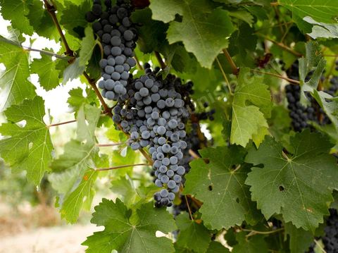 Grappe de raisins durant les Vendanges dans la région de Grombalia