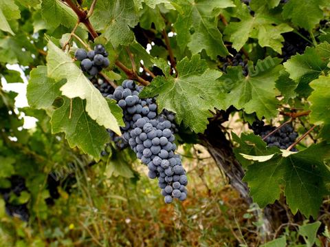Grappe de raisins durant les Vendanges dans la région de Grombalia