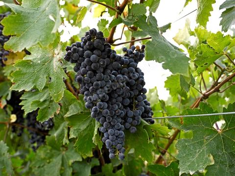 Grappe de raisins durant les Vendanges dans la région de Grombalia