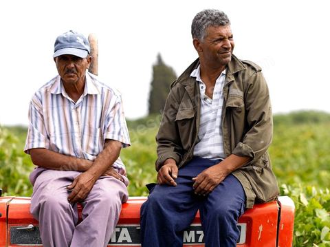Hommes sur tracteur pendant les Vendanges dans la région de Grombalia