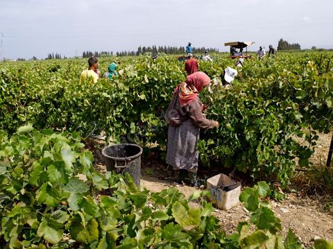 Femmes faisant les Vendanges dans la région de Grombalia