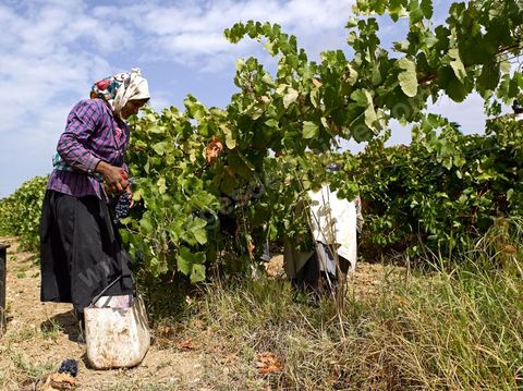 Femmes faisant les Vendanges dans la région de Grombalia