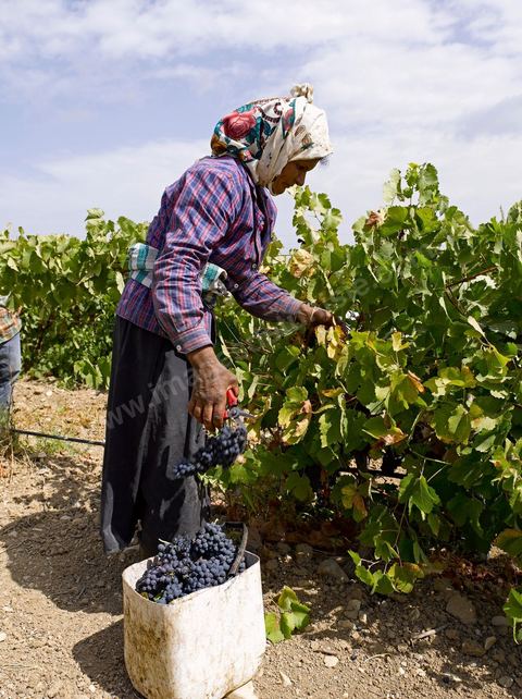 Femmes faisant les Vendanges dans la région de Grombalia