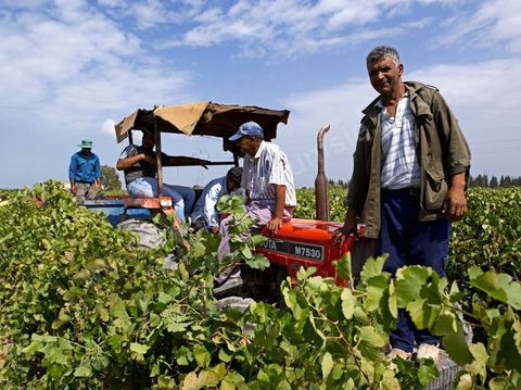 Hommes sur tracteur pendant les Vendanges dans la région de Grombalia