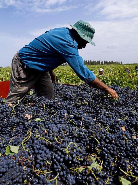 Homme traint le raisin sur tracteur dans les vignes pendant les Vendanges dans la région de Grombalia