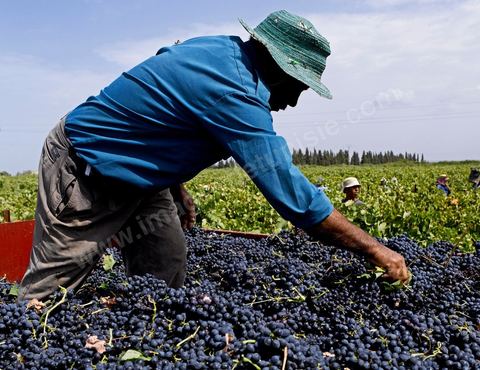 Homme traint le raisin sur tracteur dans les vignes pendant les Vendanges dans la région de Grombalia