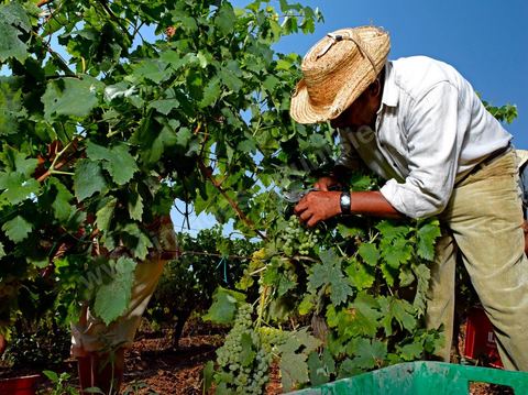 homme pendant les vendanges au domaine de Kelibia, vendangeurs ramassant les grappes de raisins blanc pour cuvée Kélibia 2009 au coeur des vignes