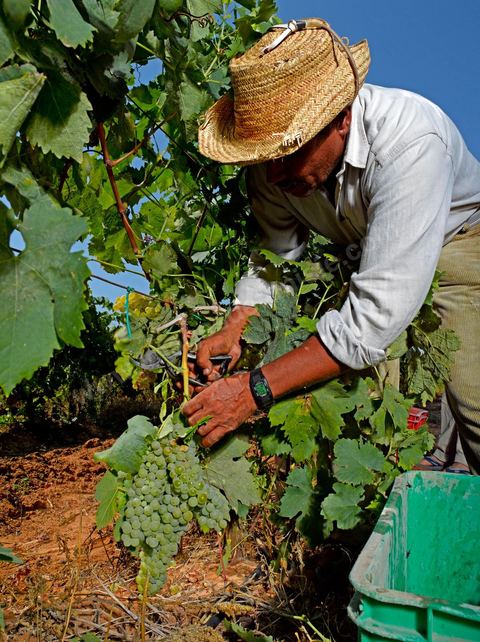 homme pendant les vendanges au domaine de Kelibia, vendangeurs ramassant les grappes de raisins blanc pour cuvée Kélibia 2009 au coeur des vignes