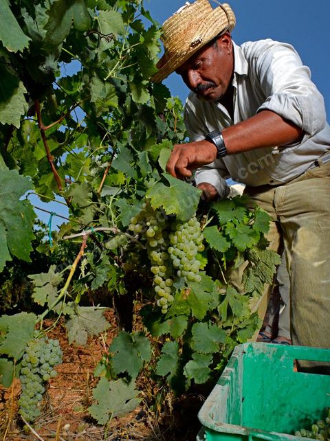 homme pendant les vendanges au domaine de Kelibia, vendangeurs ramassant les grappes de raisins blanc pour cuvée Kélibia 2009 au coeur des vignes