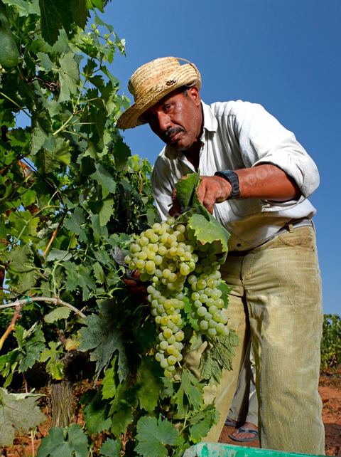 homme pendant les vendanges au domaine de Kelibia, vendangeurs ramassant les grappes de raisins blanc pour cuvée Kélibia 2009 au coeur des vignes