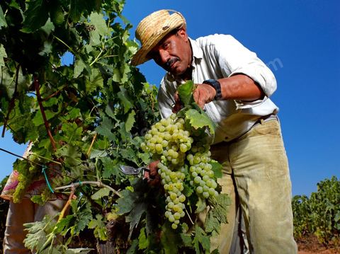 homme pendant les vendanges au domaine de Kelibia, vendangeurs ramassant les grappes de raisins blanc pour cuvée Kélibia 2009 au coeur des vignes