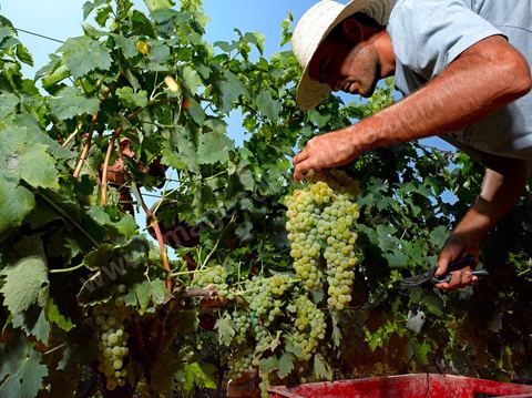 homme pendant les vendanges au domaine de Kelibia, vendangeurs ramassant les grappes de raisins blanc pour cuvée Kélibia 2009 au coeur des vignes