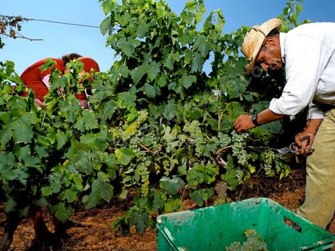 homme et femme pendant les vendanges au domaine de Kelibia, vendangeurs ramassant les grappes de raisins blanc pour cuvée Kélibia 2009 au coeur des vignes