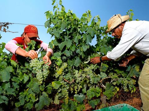 homme et femme pendant les vendanges au domaine de Kelibia, vendangeurs ramassant les grappes de raisins blanc pour cuvée Kélibia 2009 au coeur des vignes